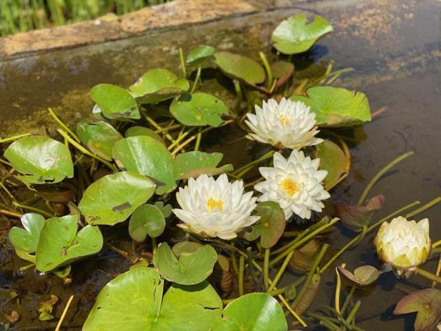Zen Retreat Met Jacuzzi Bed & Breakfast Grez-Doiceau Dış mekan fotoğraf